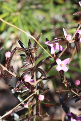 Boronia ledifolia