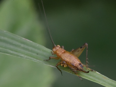 Anaxipha exigua