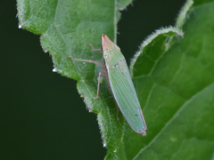 Draeculacephala soluta