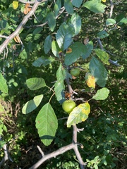 Malus angustifolia