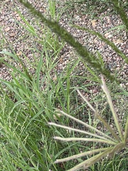 Chloris virgata