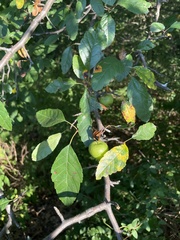 Malus angustifolia