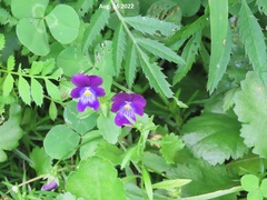 Viola