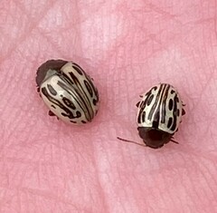 Zygogramma heterothecae