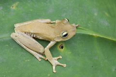 Boana platanera