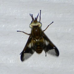 Chrysops