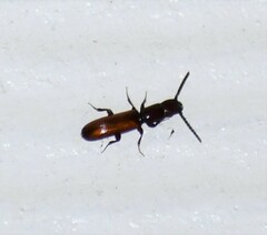 Taphroscelidia linearis