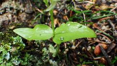Neottia borealis