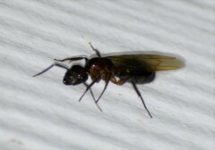 Camponotus atriceps