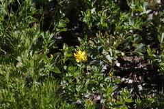 Hypericum scouleri