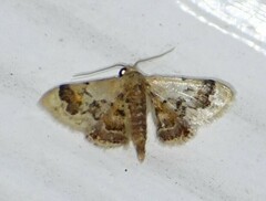Idaea asceta