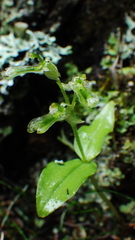 Neottia borealis