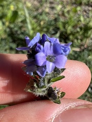 Veronica wormskjoldii