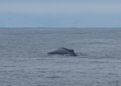 Balaenoptera musculus