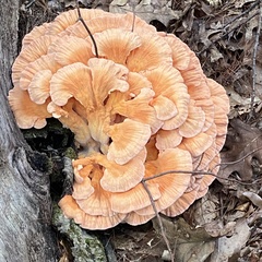 Laetiporus cincinnatus