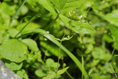 Stellaria calycantha