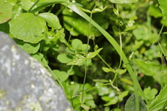 Stellaria calycantha