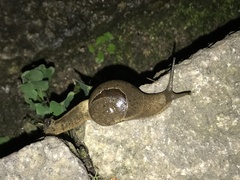 Megaustenia imperator