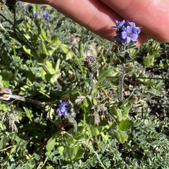 Veronica wormskjoldii