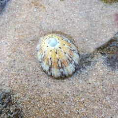 Cellana tramoserica