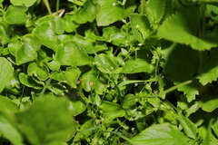 Stellaria calycantha