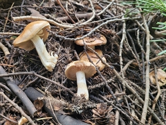 Hebeloma