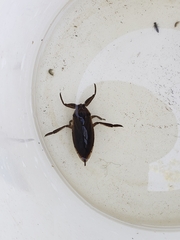 Lethocerus americanus