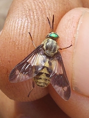 Chrysops
