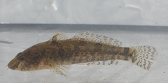 Proterorhinus semilunaris