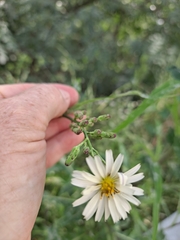Lactuca indica