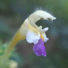 Galeopsis speciosa