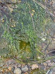 Ulva