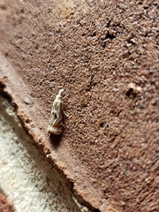 Microcrambus elegans
