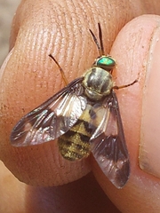 Chrysops