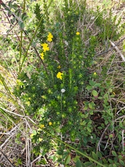 Hibbertia sericea