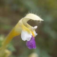 Galeopsis speciosa