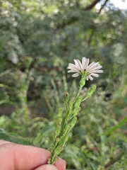 Lactuca indica