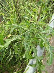 Lactuca indica