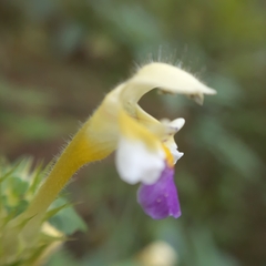Galeopsis speciosa