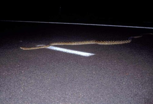 Australian Scrub Python sighting