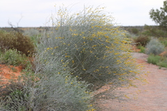 Crotalaria eremaea