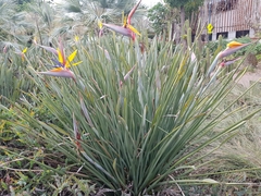 Strelitzia juncea