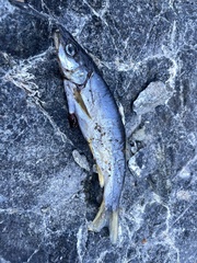 Ptychocheilus umpquae