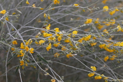 Crotalaria eremaea