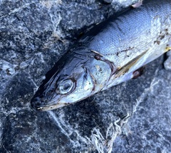 Ptychocheilus umpquae