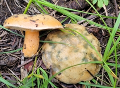 Lactarius deliciosus