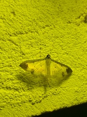 Eulepte alialis