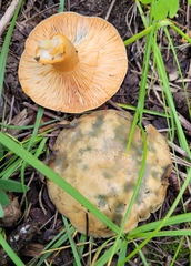 Lactarius deliciosus