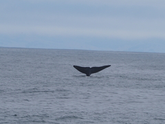 Balaenoptera musculus
