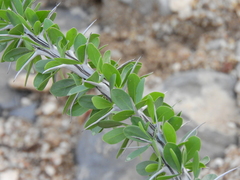 Fouquieria splendens